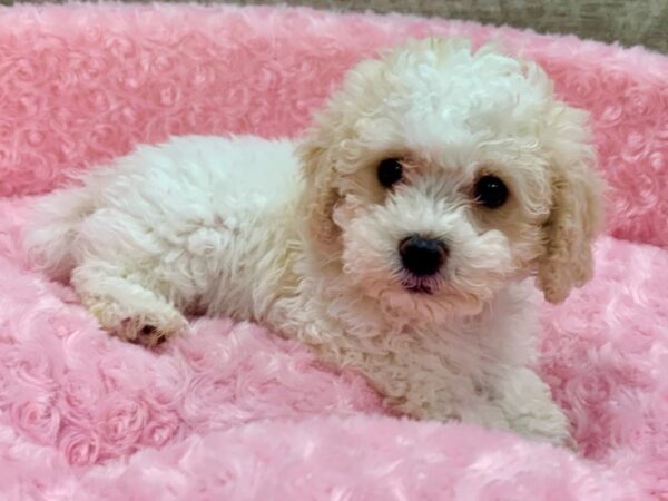 Cockapoo DOG Female White & Buff 9066 Petland San Antonio, TX