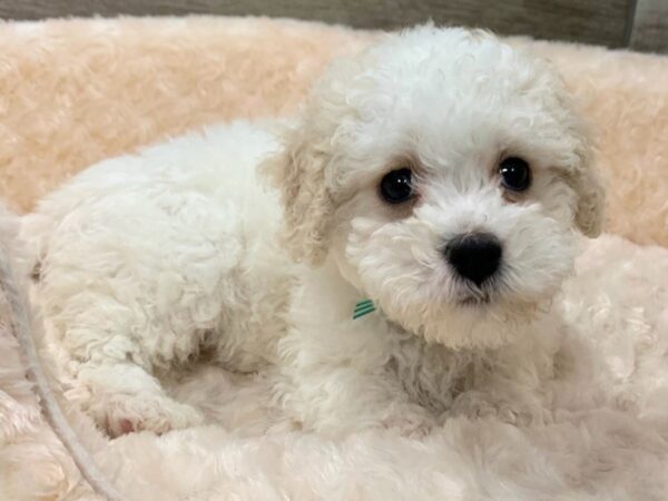 Cockapoo-DOG-Male-White & Buff-9067-Petland San Antonio, TX