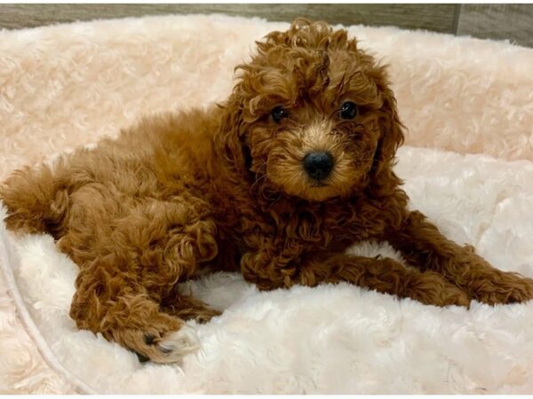 Miniature Poodle-DOG-Male-Red-9068-Petland San Antonio, TX