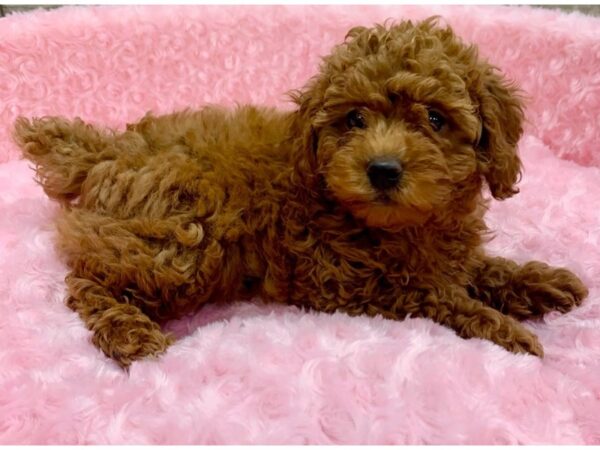 Miniature Poodle DOG Female Red 9069 Petland San Antonio, TX