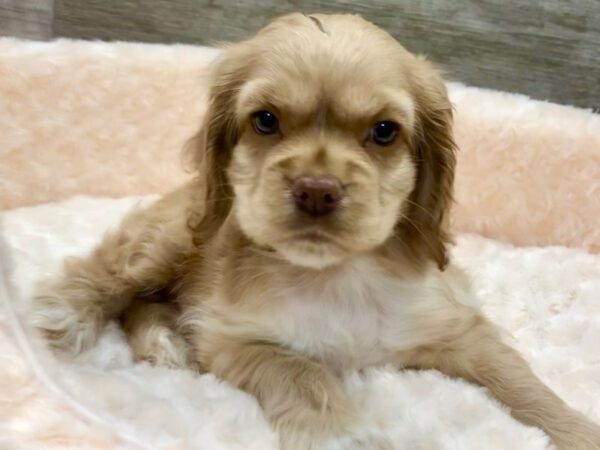 Cocker Spaniel DOG Male Buff 9070 Petland San Antonio, TX