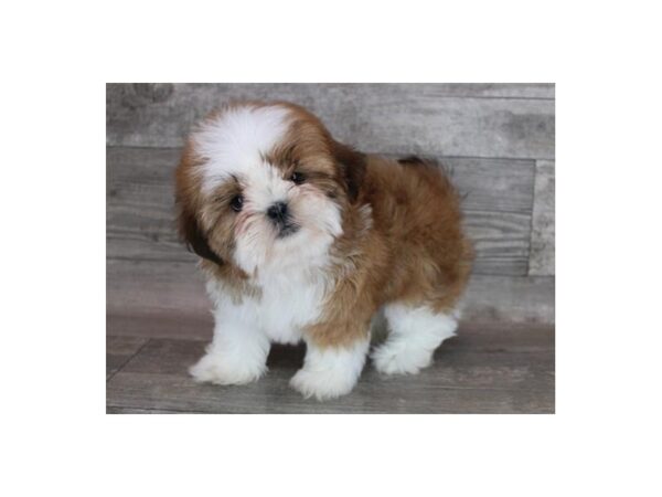 Shih Tzu DOG Female Red & White 9071 Petland San Antonio, TX