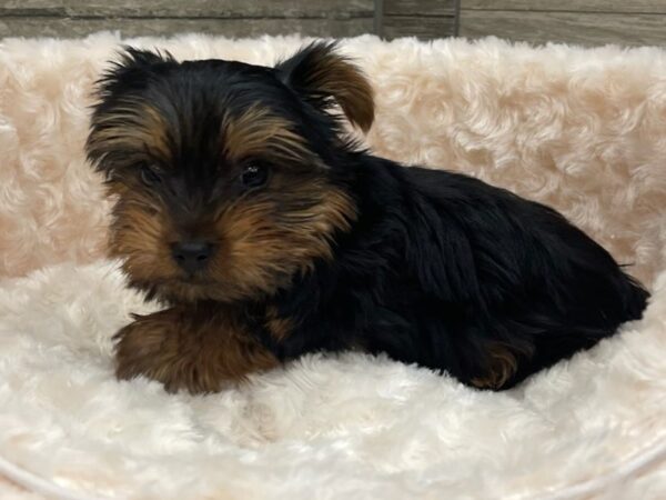 Yorkshire Terrier DOG Male Black & Tan 9078 Petland San Antonio, TX