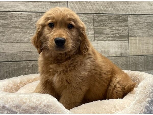 Golden Retriever-DOG-Male-Golden-9081-Petland San Antonio, TX