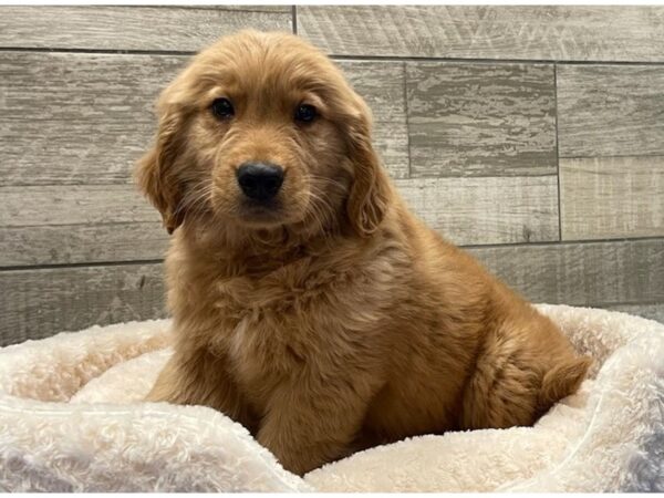 Golden Retriever DOG Male Golden 9081 Petland San Antonio, TX