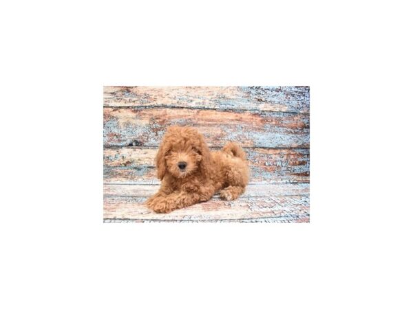 Mini Goldendoodle 2nd Gen-DOG-Female-Red-6206-Petland San Antonio, TX