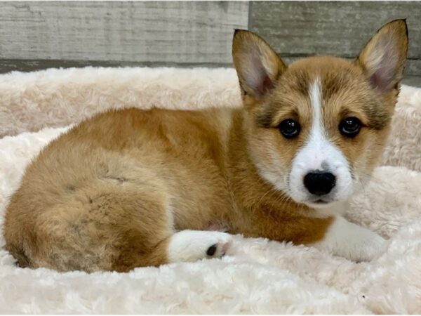 Pembroke Welsh Corgi DOG Male Red & White 9085 Petland San Antonio, TX