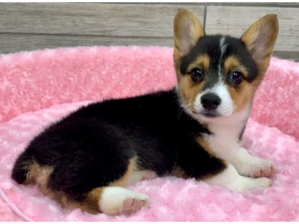 Pembroke Welsh Corgi DOG Female Black White & Tan 9086 Petland San Antonio, TX