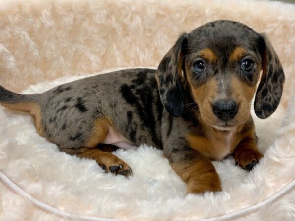 Dachshund DOG Male Silver Dapple 9087 Petland San Antonio, TX