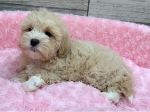 Shihpoo DOG Female Apricot & White 9088 Petland San Antonio, TX