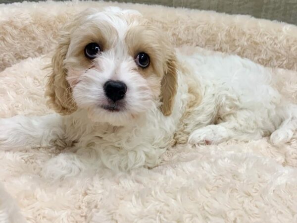 Cavachon DOG Male Blenheim 9089 Petland San Antonio, TX