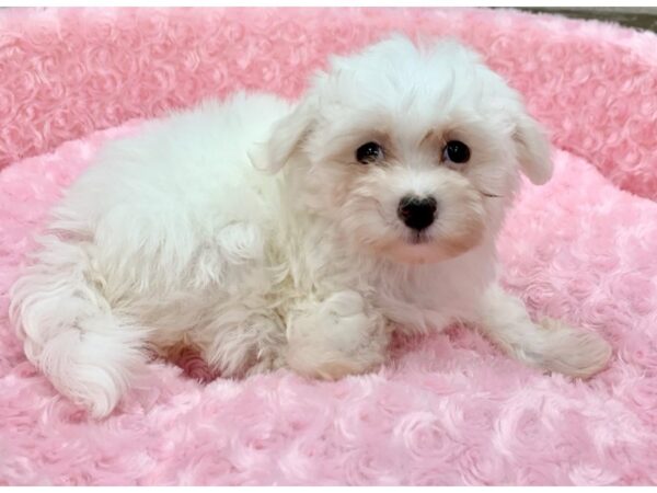 Maltese DOG Female White 9090 Petland San Antonio, TX