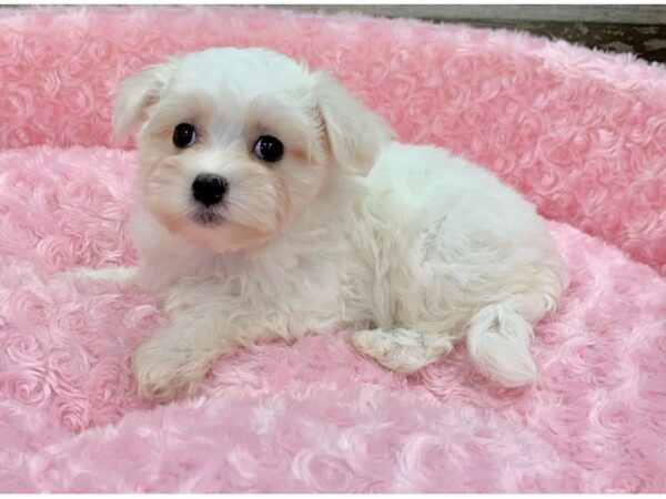 Maltese DOG Female White 9091 Petland San Antonio, TX