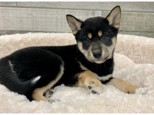 Shiba Inu DOG Male Black & Tan 9092 Petland San Antonio, TX