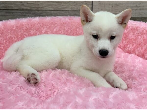 Shiba Inu DOG Female Cream 9093 Petland San Antonio, TX