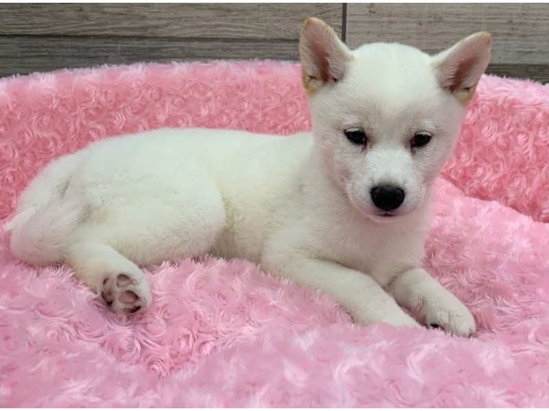 Shiba Inu Puppy Cream ID:9093 Located at Petland San Antonio, TX