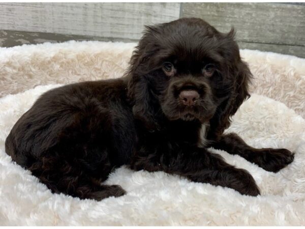 Cocker Spaniel DOG Male Chocolate 9094 Petland San Antonio, TX