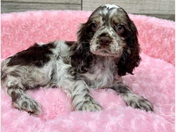 Cocker Spaniel DOG Female Chocolate Merle & White 9095 Petland San Antonio, TX