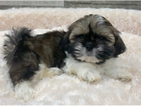 Shih Tzu DOG Male Red Sable & White 9096 Petland San Antonio, TX