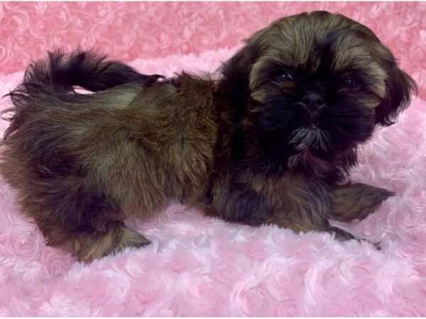 Shih Tzu DOG Female Red Sable 9097 Petland San Antonio, TX