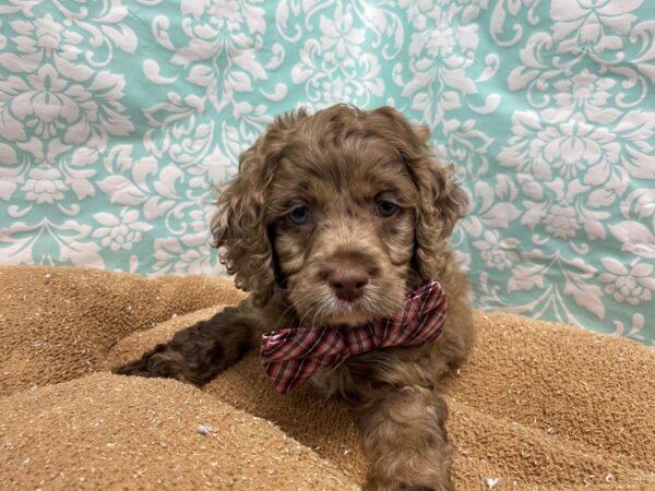 Cockapoo-DOG-Male-choc mrl, wh mkgs-6207-Petland San Antonio, TX