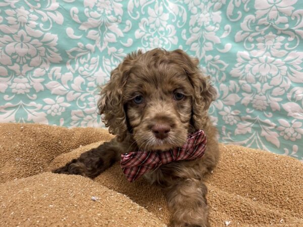 Cockapoo DOG Male choc mrl, wh mkgs 6207 Petland San Antonio, TX