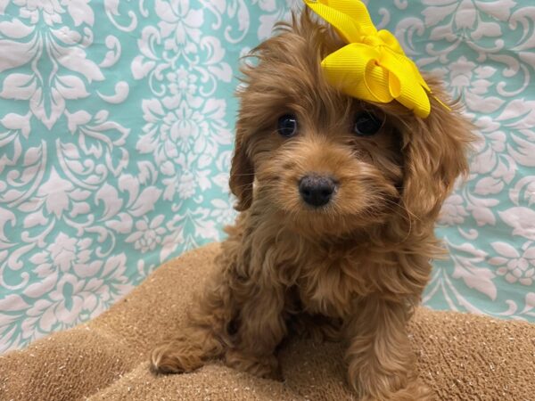 Cavapoo DOG Female rby 6208 Petland San Antonio, TX