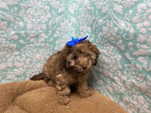 Doxipoo DOG Female chlt, fn 6209 Petland San Antonio, TX