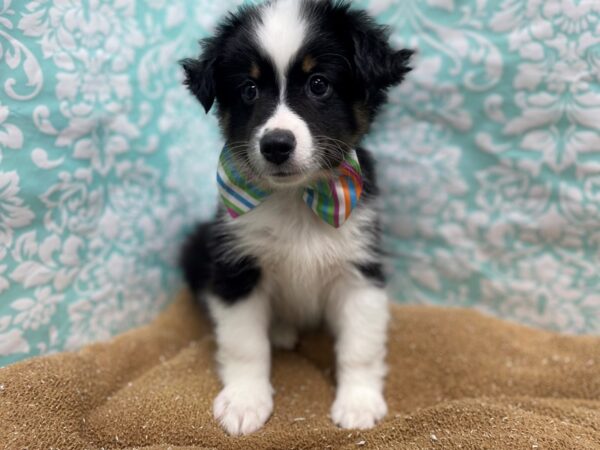 Miniature Australian Shepherd DOG Male blk & tn, wh mkgs 6210 Petland San Antonio, TX