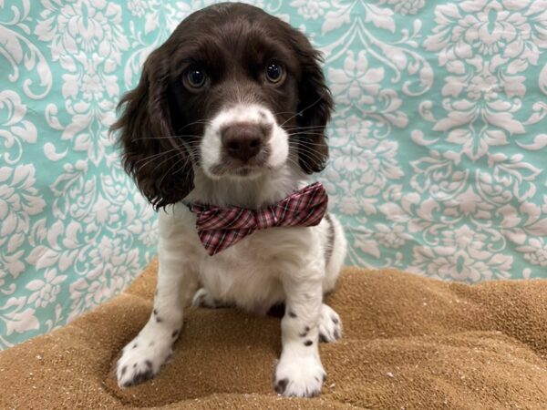 Cocker Spaniel DOG Male chlt parti 6212 Petland San Antonio, TX