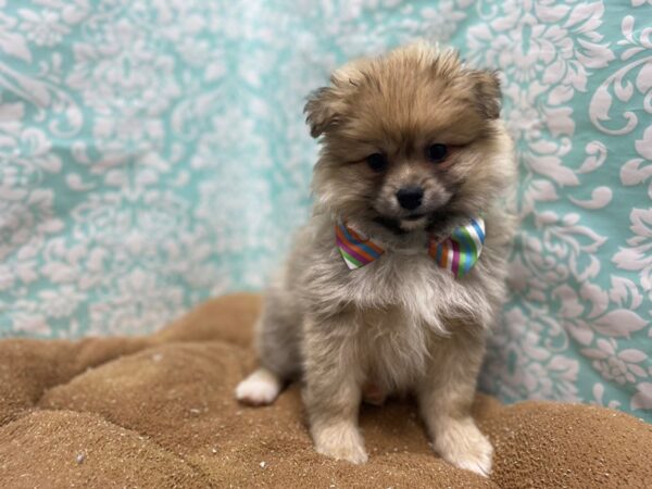 Pomeranian DOG Male org sbl 6213 Petland San Antonio, TX