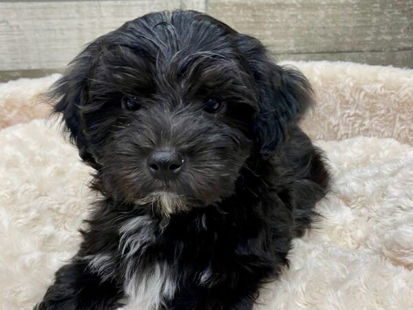 Havanese DOG Male Black 9061 Petland San Antonio, TX