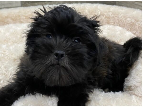 Malshi DOG Female White & Brown 9065 Petland San Antonio, TX