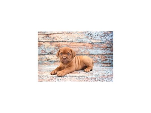 Dogue de Bordeaux DOG Male Red 6214 Petland San Antonio, TX