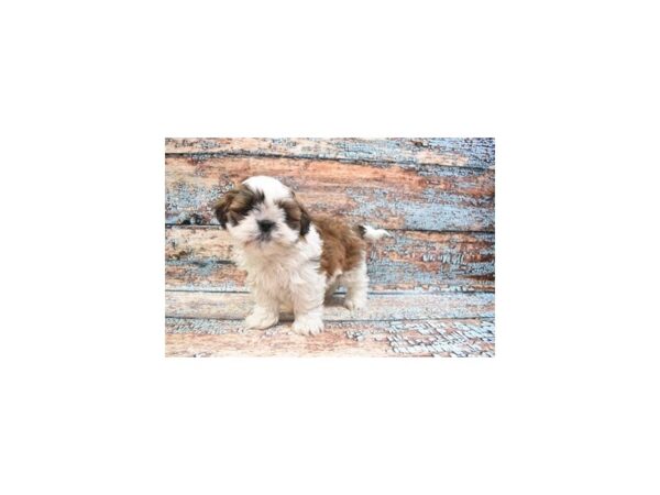 Shih Tzu DOG Male Gold and White 6216 Petland San Antonio, TX