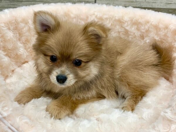 Pomeranian DOG Male Blue Sable 9098 Petland San Antonio, TX