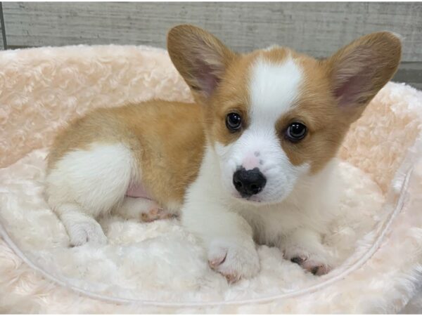 Pembroke Welsh Corgi DOG Female Red & White 9099 Petland San Antonio, TX