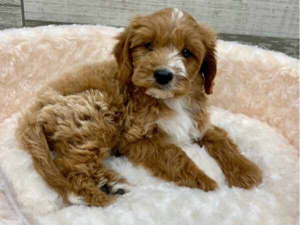 Cavapoo-DOG-Male-Apricot-9100-Petland San Antonio, TX