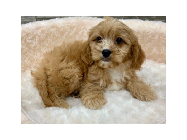 Cavapoo-DOG-Male-Apricot-9101-Petland San Antonio, TX
