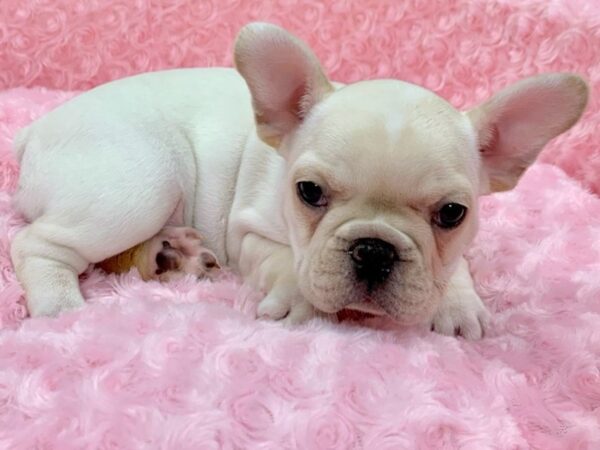 French Bulldog DOG Female Cream 9102 Petland San Antonio, TX