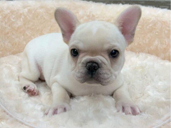 French Bulldog DOG Male Cream 9103 Petland San Antonio, TX