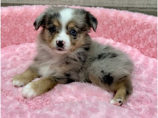 Miniature Australian Shepherd DOG Female Blue Merle 9104 Petland San Antonio, TX