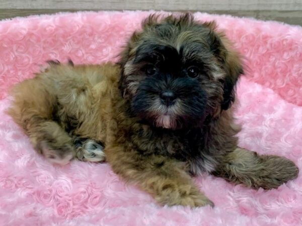 Shihpoo DOG Female Brown 9105 Petland San Antonio, TX