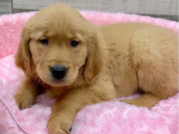 Golden Retriever DOG Female Golden 9106 Petland San Antonio, TX