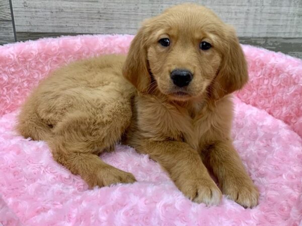 Golden Retriever-DOG-Female-Golden-9107-Petland San Antonio, TX