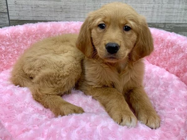 Golden Retriever DOG Female Golden 9107 Petland San Antonio, TX