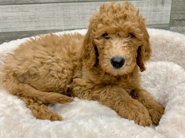 Goldendoodle DOG Male Golden 9108 Petland San Antonio, TX