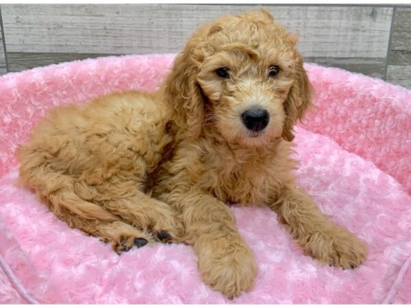 Goldendoodle DOG Female Golden 9109 Petland San Antonio, TX