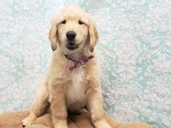 Golden Retriever DOG Male gldn 6217 Petland San Antonio, TX