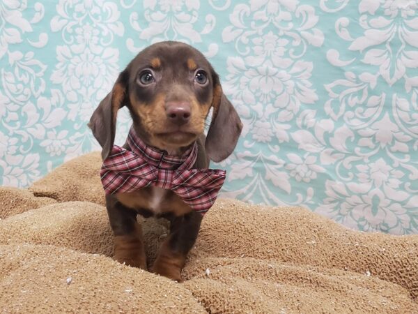 Dachshund DOG Male chlt & tn 6218 Petland San Antonio, TX